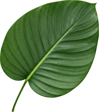 Botanical leaf macro research
